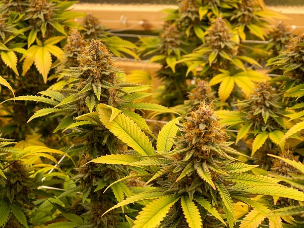 Comment un produit naturel contribue-t-il au bien-être ?