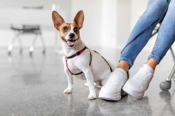 Harnais true love : avis sur les meilleurs modèles pour chien