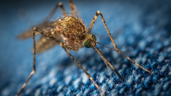 Malaria : Comprendre l'impact, les défis et les innovations pour un monde sans paludisme