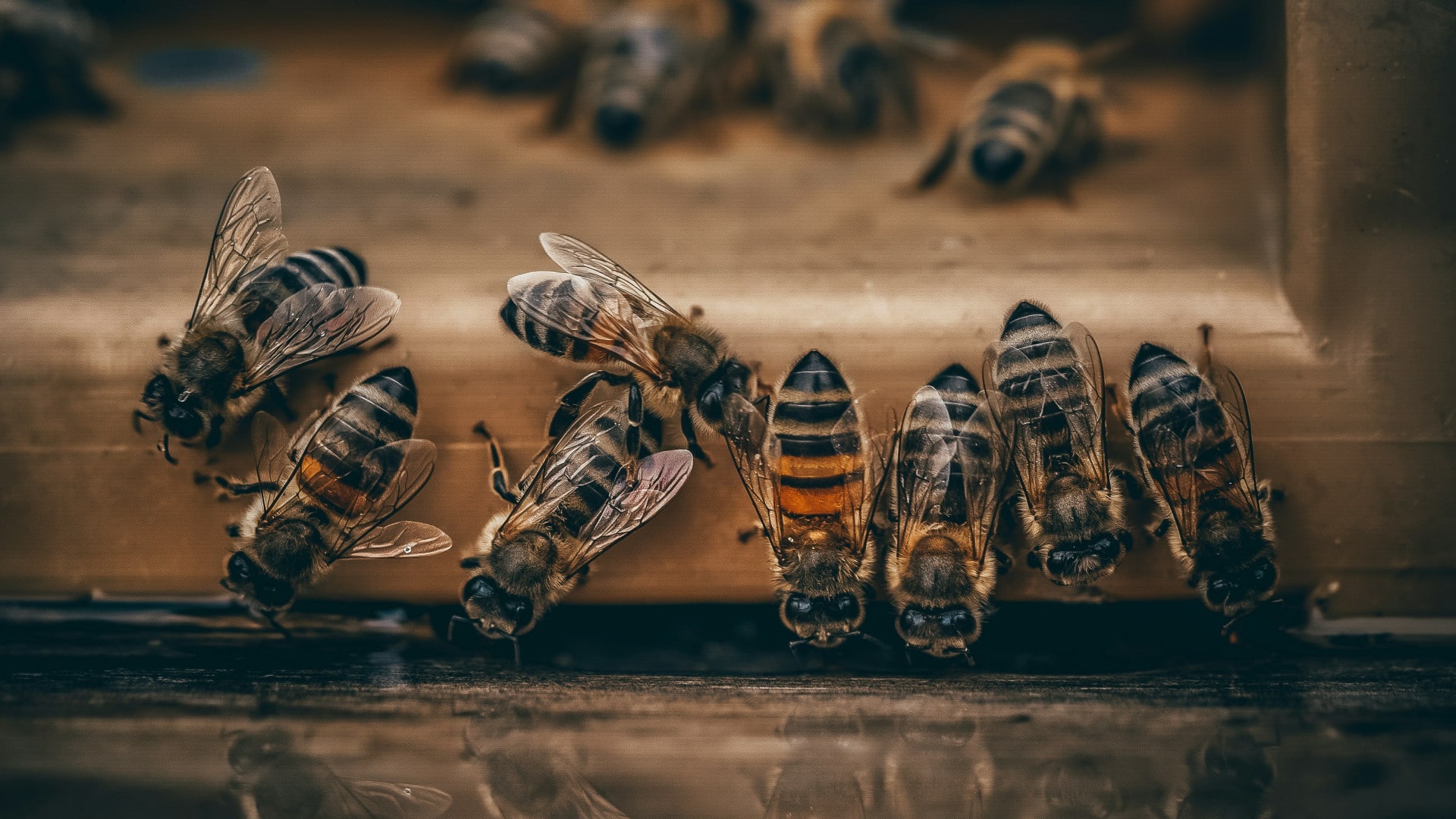 Pourquoi contacter un professionnel pour éliminer les insectes chez vous ?